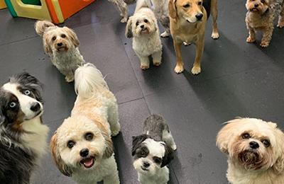 50% OWNER FINANCING Brooklyn Pet Daycare, Grooming, and Boarding Facility  